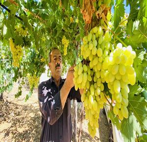 Palestinian farmers pick grapes at field during the harvest season  in the town of Al Khader.