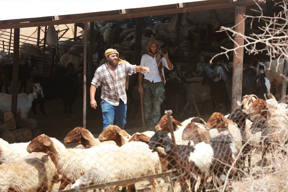 Colonists kill and steal dozens of sheep in northern Jordan Valley