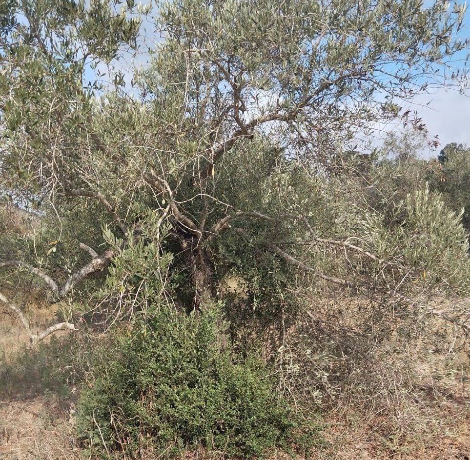 Colonists uproot, damage dozens of olive trees east of Tulkarm 