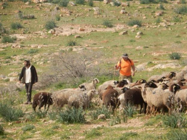 Colonists graze livestock on Palestinian crops near Hebron