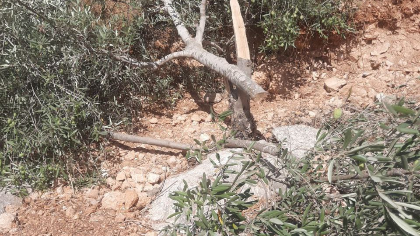 Israeli settlers chop down 100 olive trees near Hebron