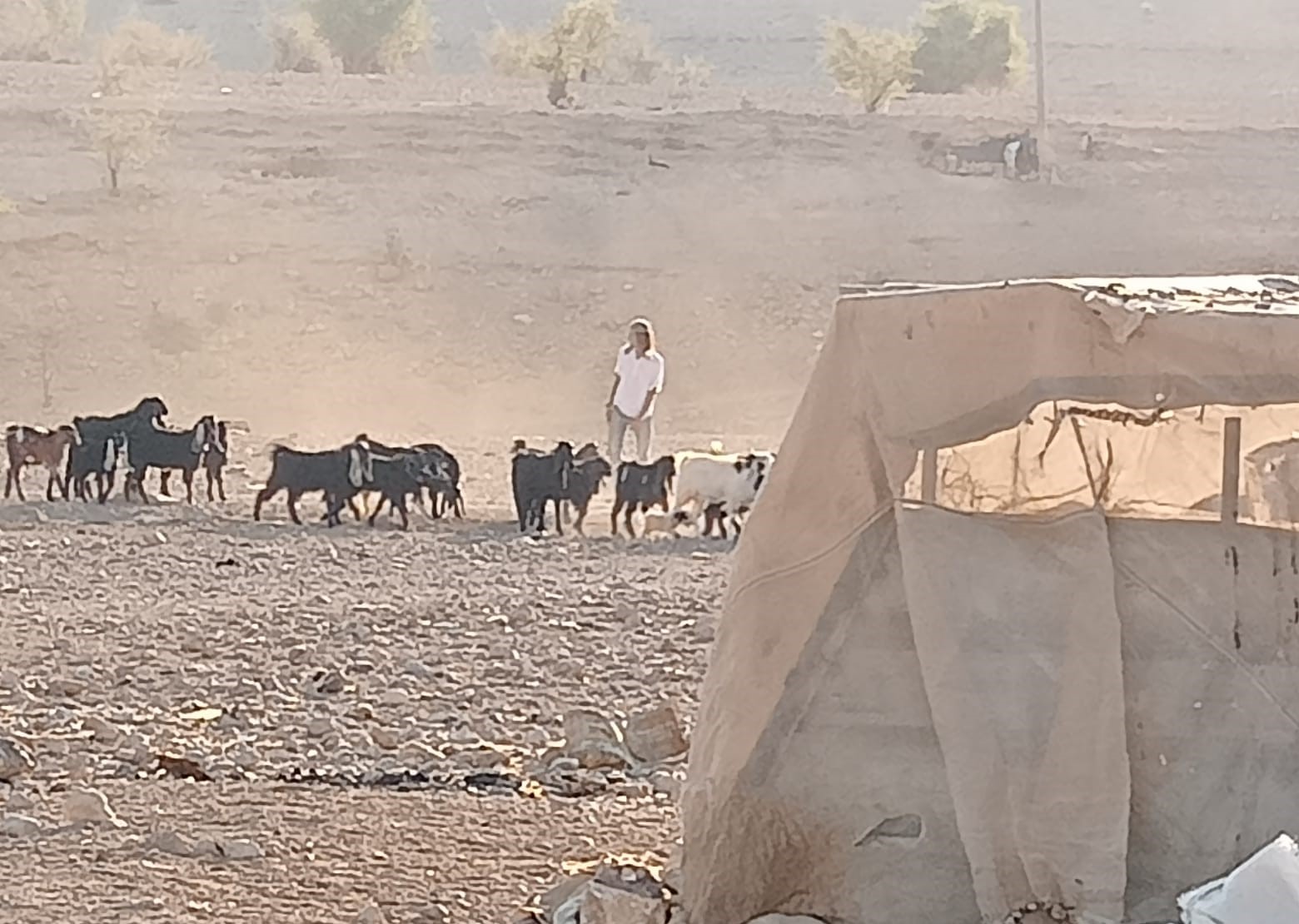 Israeli colonists assault Bedouins near Jericho