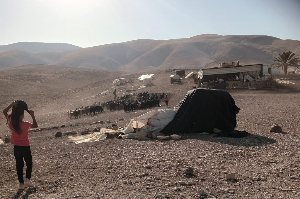 Colonists graze their sheep on Palestinian residents' lands north of Jericho 