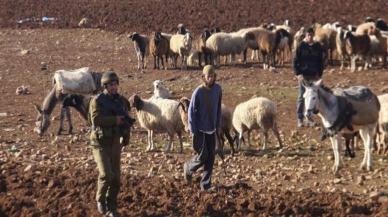 Settlers attack a Palestinian herder in the Jordan Valley, forcing him to leave the pastures