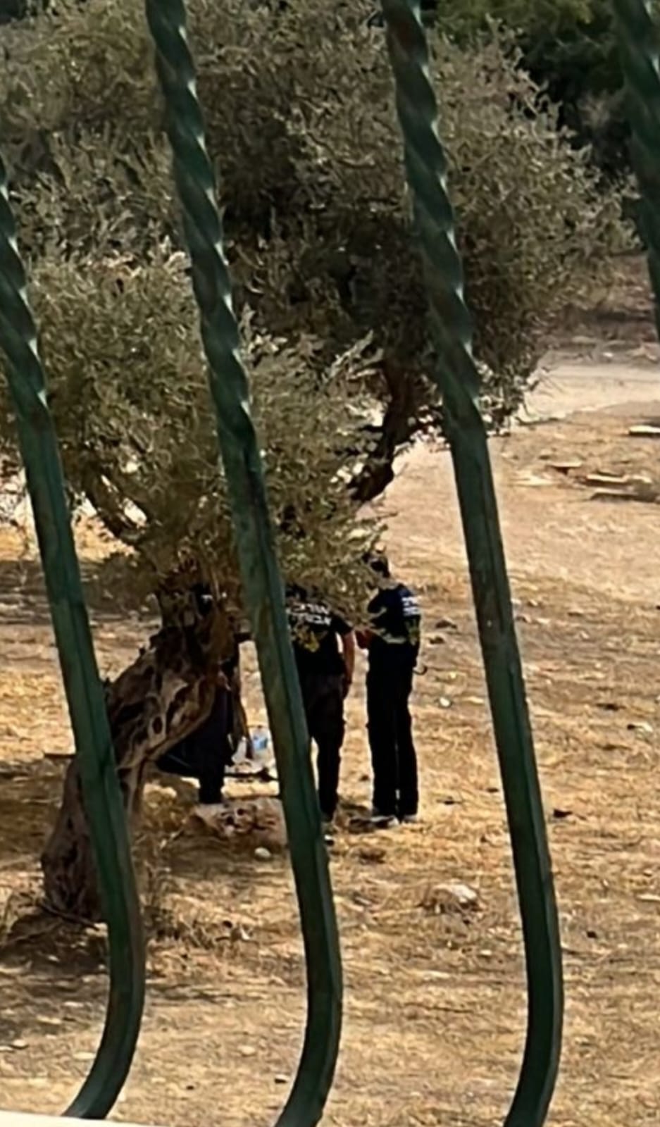 Israeli settlers steal the olive harvest from privately-owned Palestinian land in Jerusalem