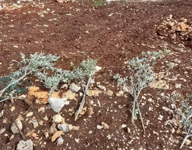 Settlers uproot 25 olive saplings west of Salfit 