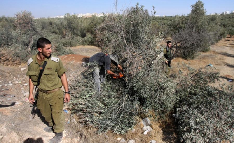 Trees uprooted, well destroyed in a southern West Bank town