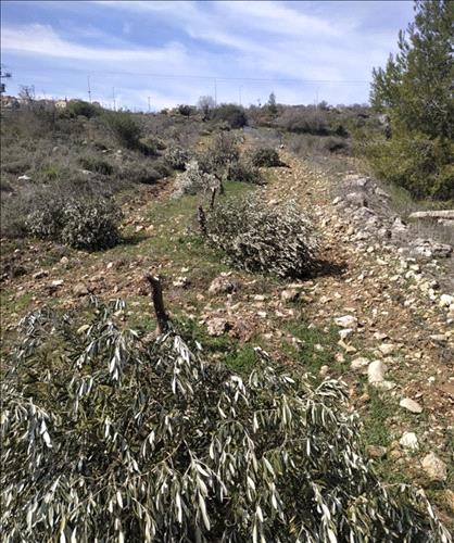Israeli settlers chop dozens of olive trees in a West Bank village