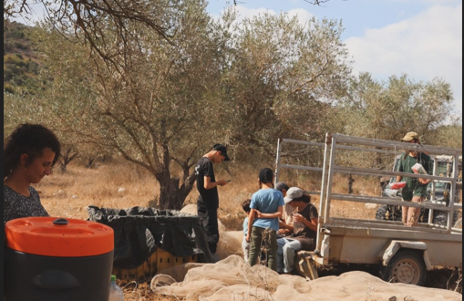 Colonists steal olive crops in al-Mughayyir amid escalating attacks across the West Bank