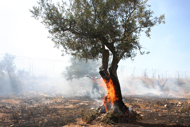 Israeli settlers set fire to dozens of olive trees in Nablus-area town