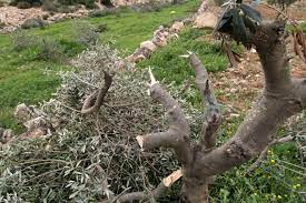 With the start of the olive season, Palestinians say Israeli settlers steal their crops in lands near settlements