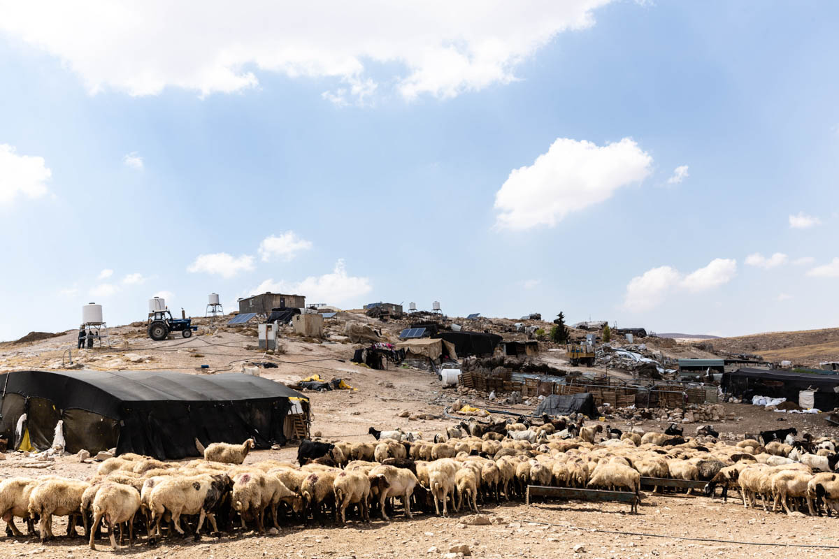 Several sheep killed when an Israeli settler rammed into a herd in the south of the West Bank