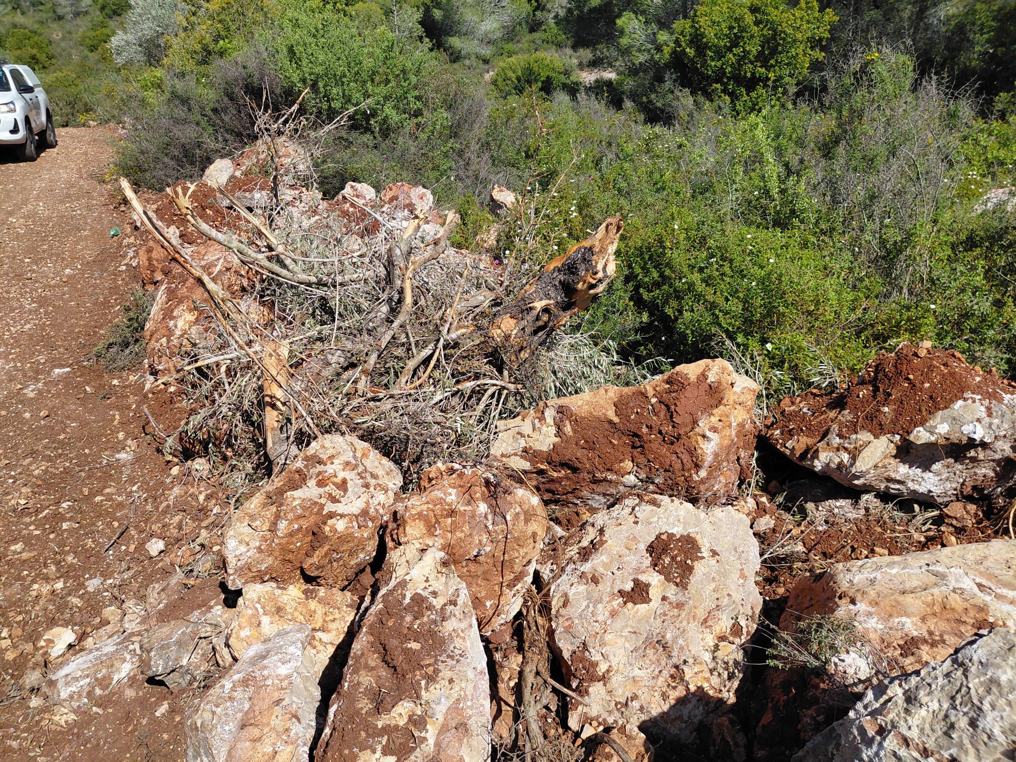 Colonists uproot hundreds of olive trees, bulldoze around 2,000 dunums of land near Ramallah