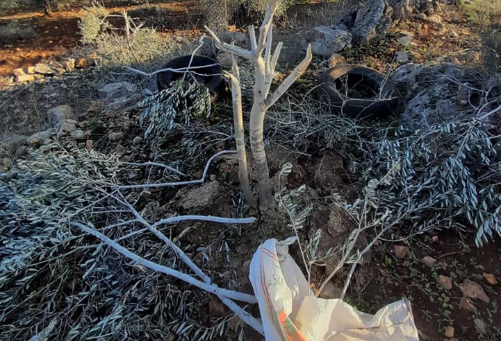 Settlers uproot saplings, try to torch vehicle in Salfit