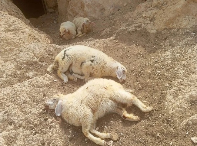 Israeli colonists attack sheepherders and farmers in Masafer Yatta, kill three sheep 