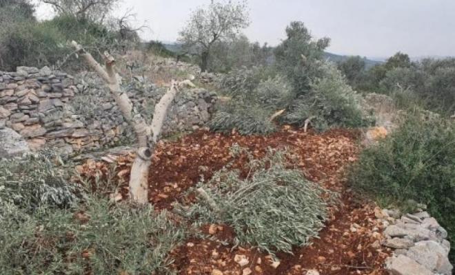 Israeli settlers chop down dozens of olive trees in Qalqilia-area village