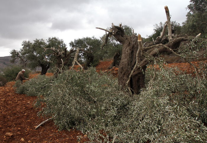 Israeli settlers destroy tens of olive trees near Salfit