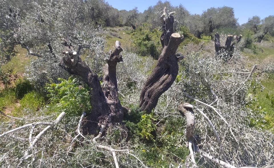 Colonists cut off scores of olive trees east of Nablus 