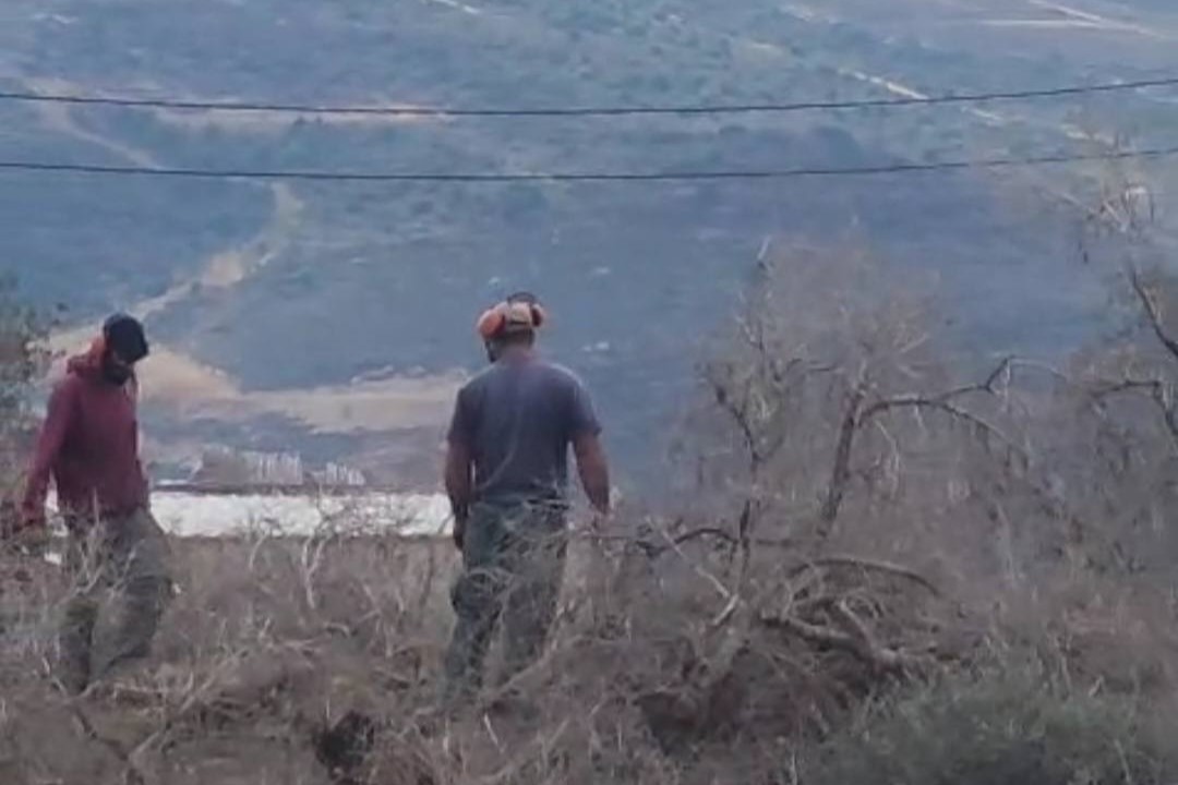 Group of extremist colonists uproot around 100 fully-grown olive trees east of Salfit 