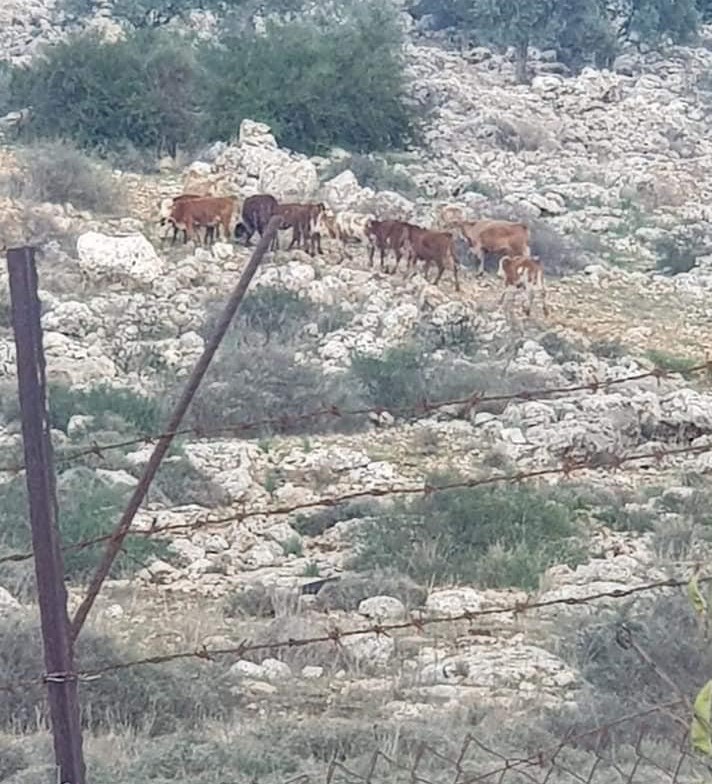 Settlers attack, destroy agricultural crops in Salfit