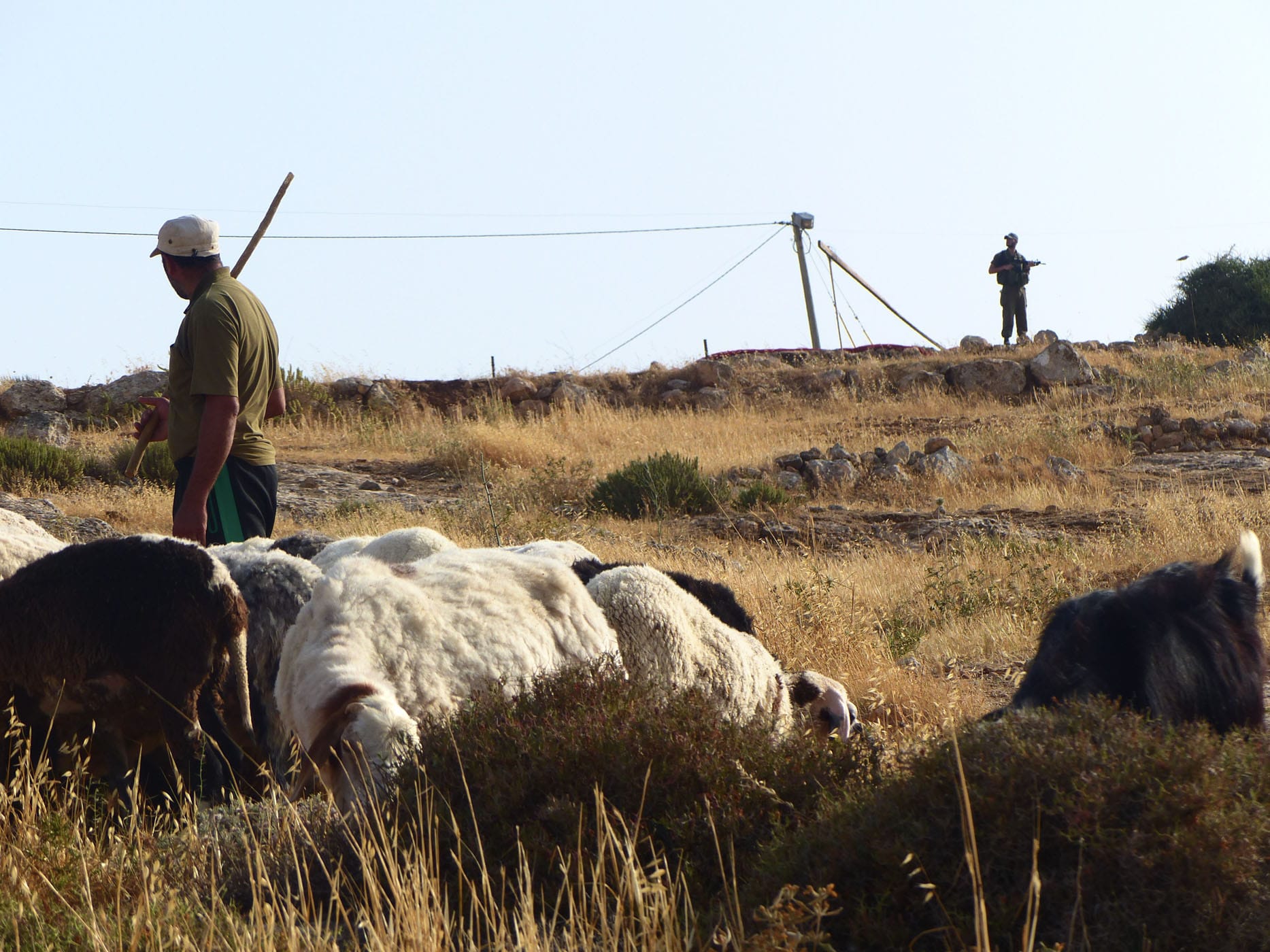 Israeli settlers assault shepherds in the Jordan Valley, kick 
them out of the pastures