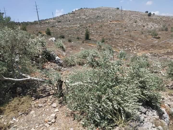 Israeli forces uproot dozens of grape saplings owned by Palestinian resident in Nablus area