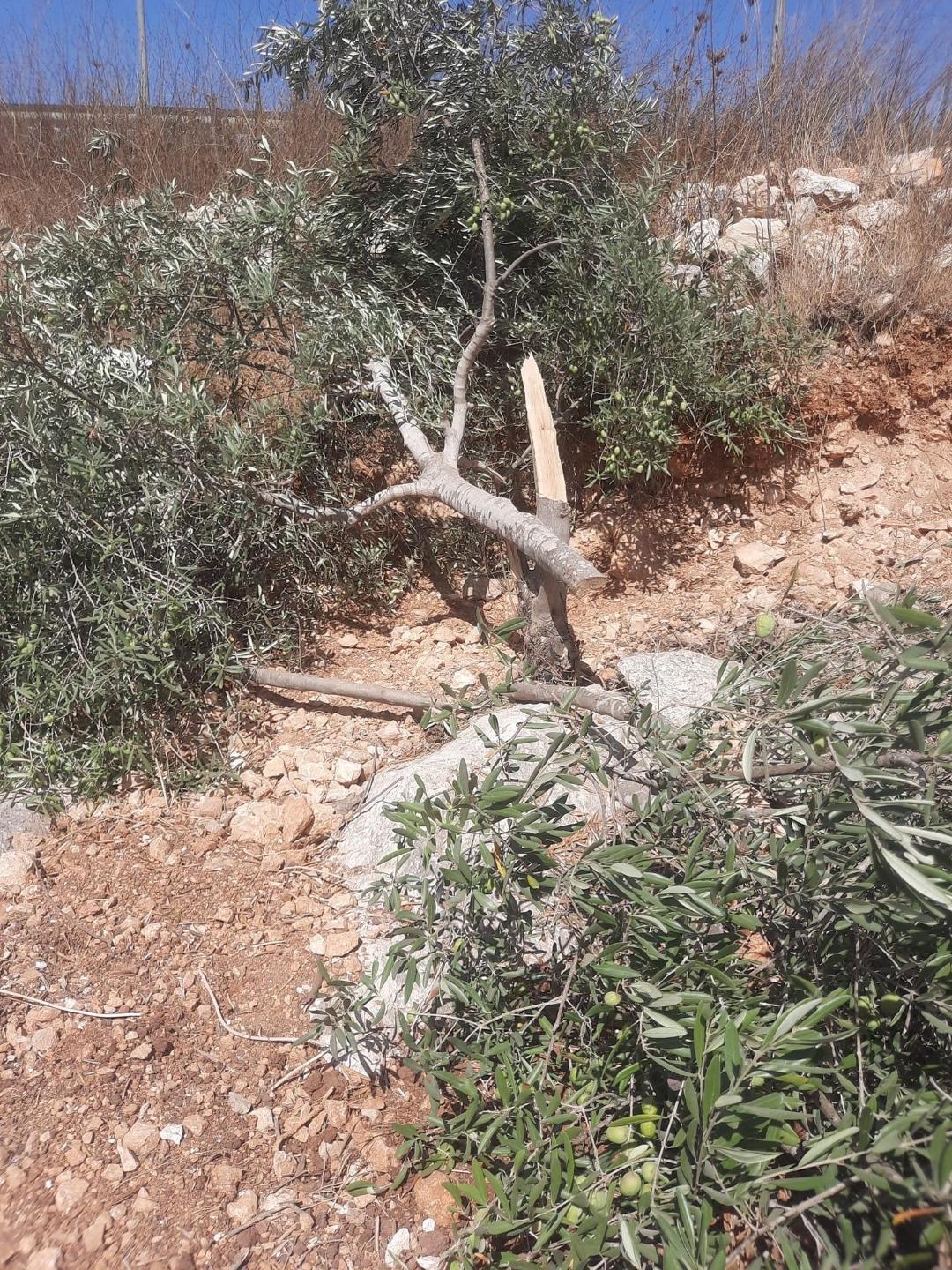 Israeli settlers chop down olive trees west of Salfit