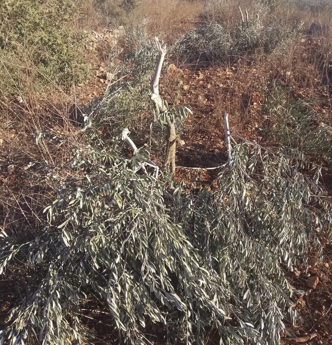 Israeli colonists uproot 30 olive trees east of Salfit 