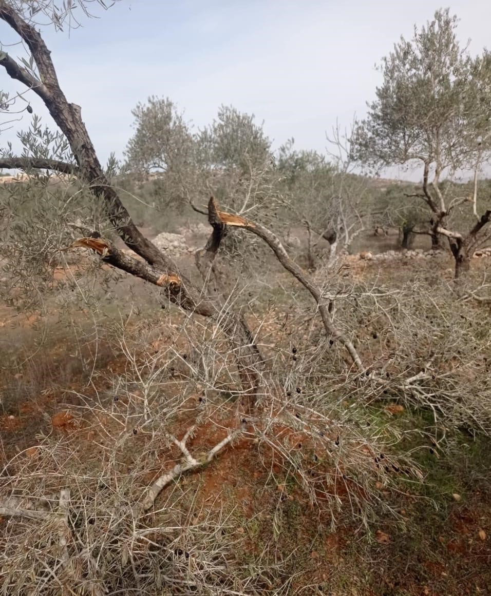 Israeli colonists vandalize olive grove and water well near Salfit