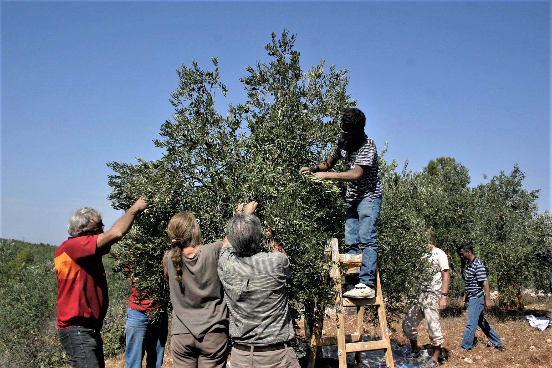 Activists to organize campaigns to support farmers threatened by Israeli settlers during the olive harvest