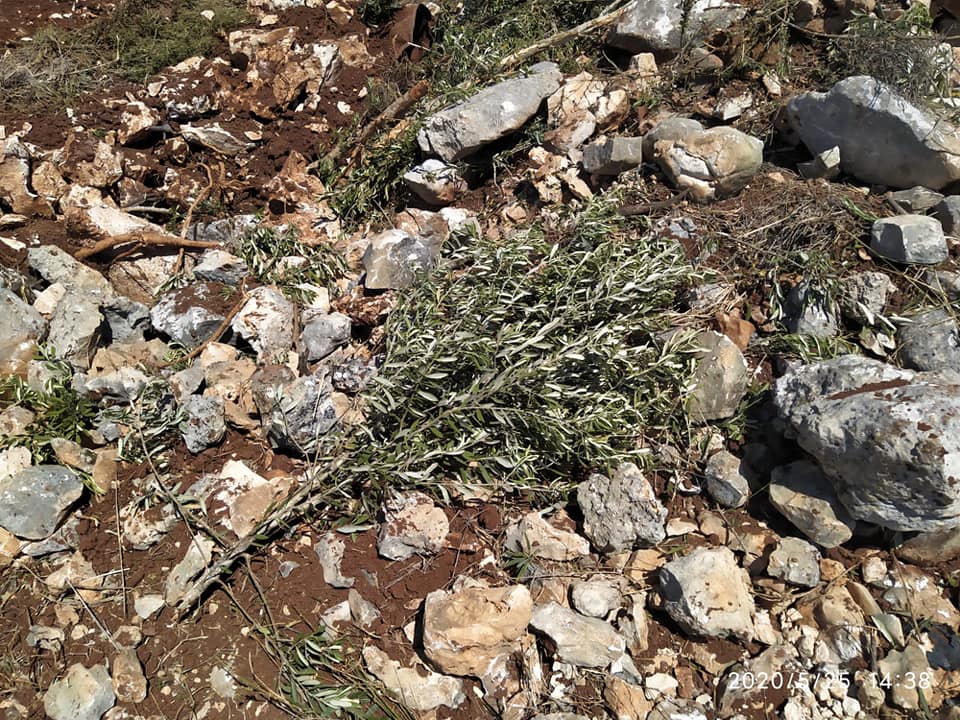 Settlers cut down 150 olive saplings in Hebron