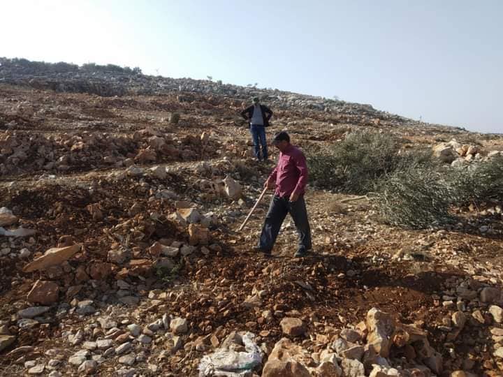 Israeli bulldozers uproot 250 olive trees in Salfit