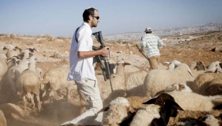 Settlers attack Palestinian shepherds in Masafer Yatta, force them to leave the pastures