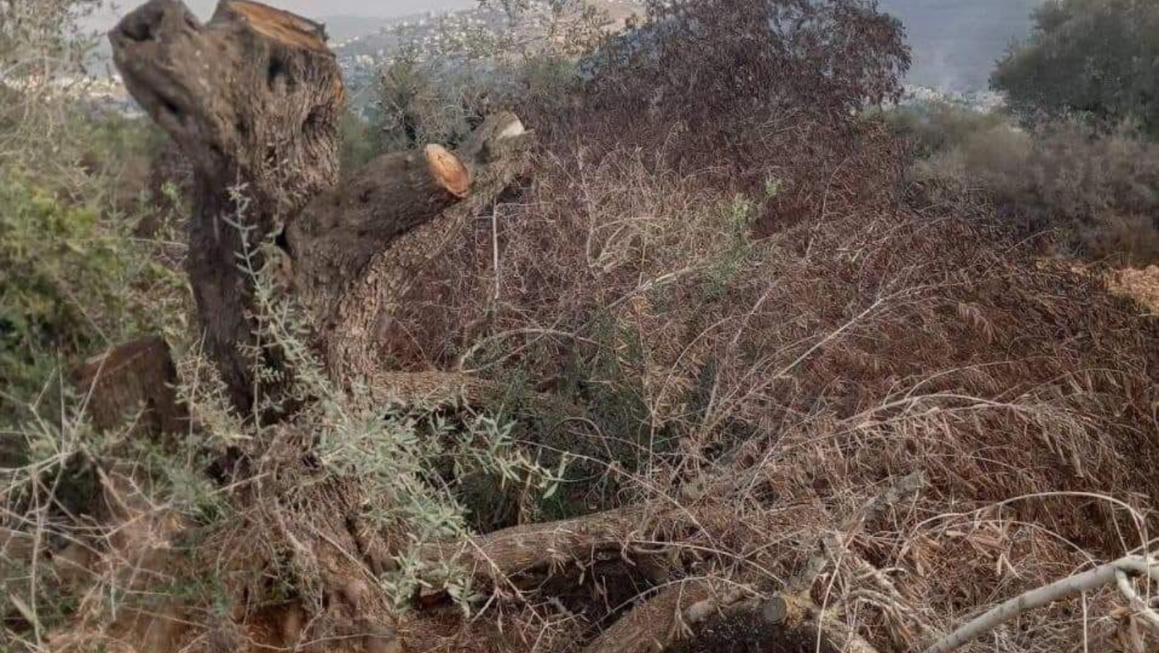 Israeli settlers chop down olive trees, steal crop near Nablus
