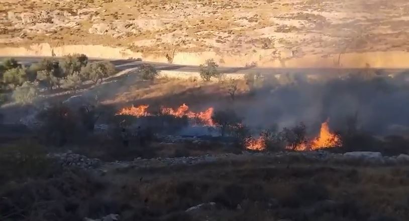 Agricultural land set on fire by colonists in the town of Sa’ir, in the Hebron Governorate. (WAFA archive)