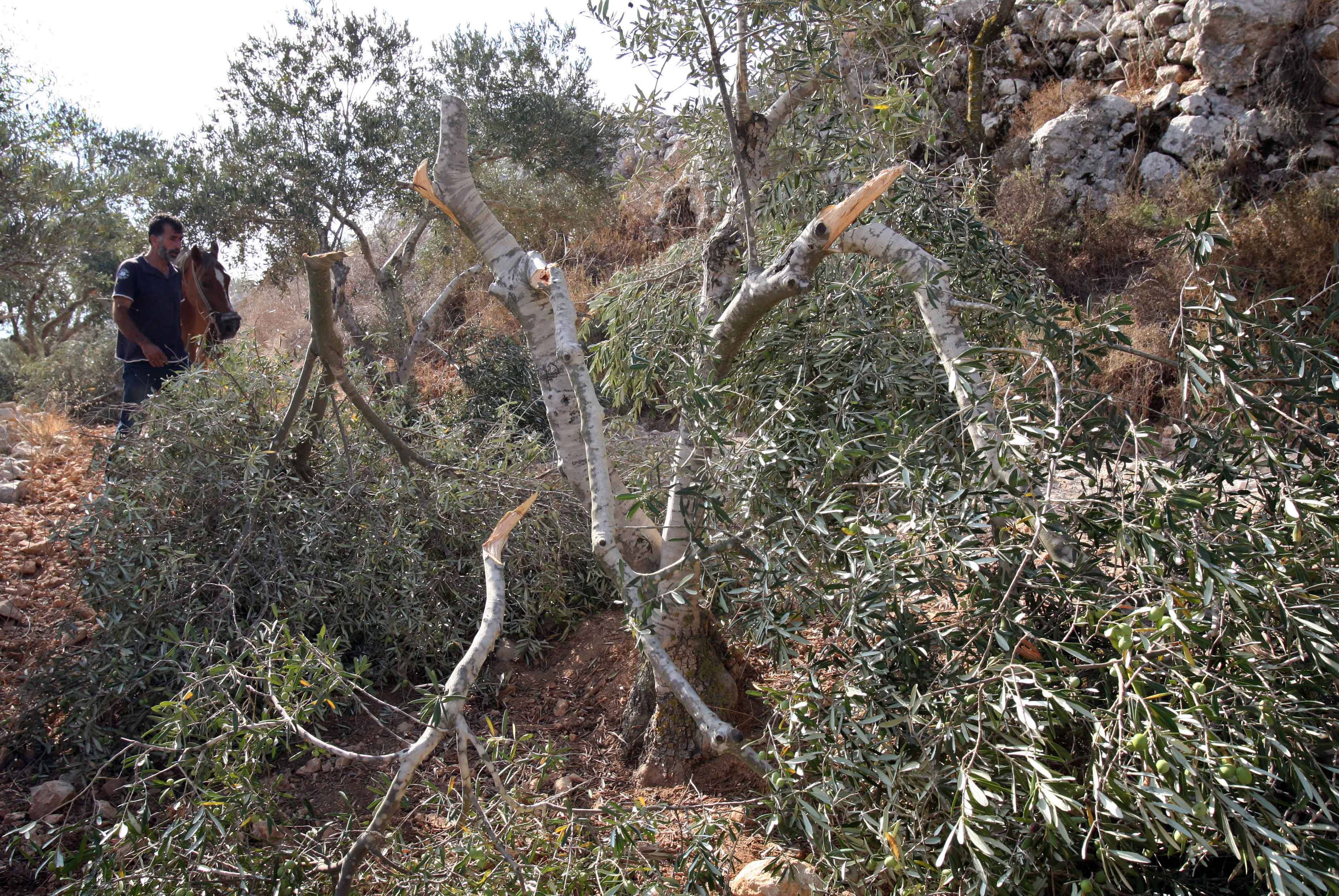 Israeli colonists destroy olive trees, steal crops