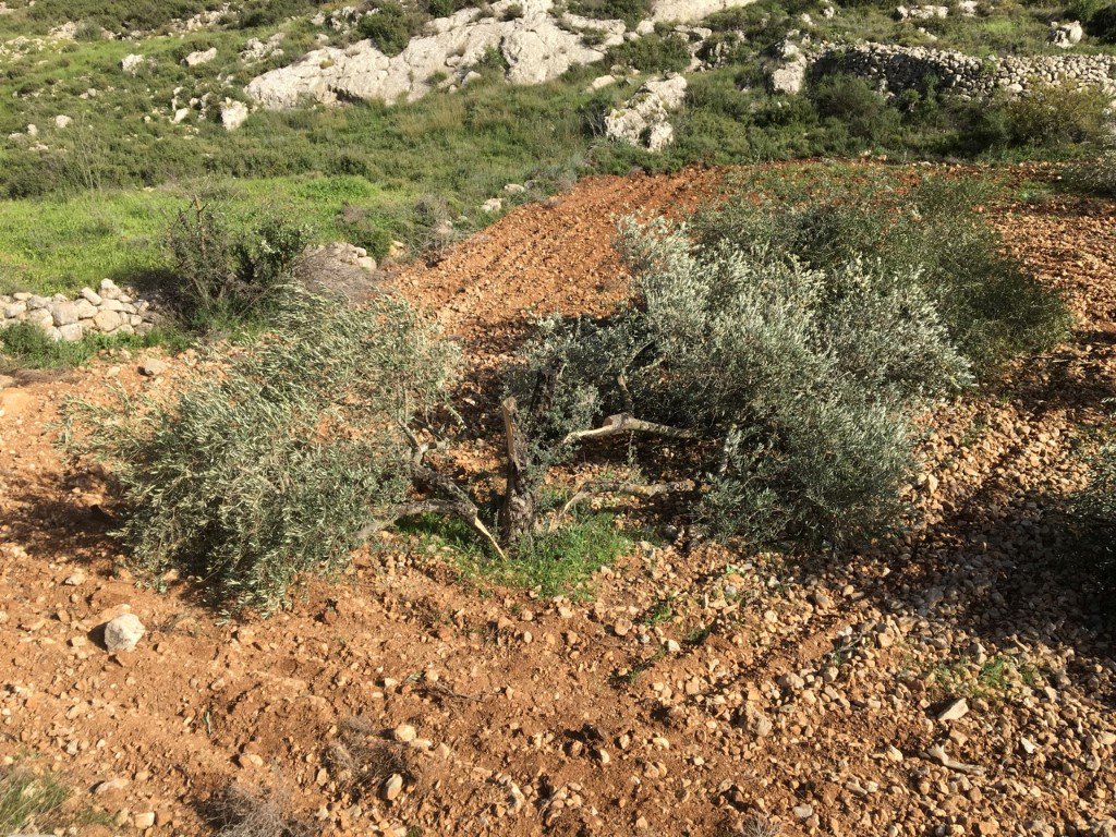 Israeli settlers destroy over 140 olive saplings in a southern 
West Bank town