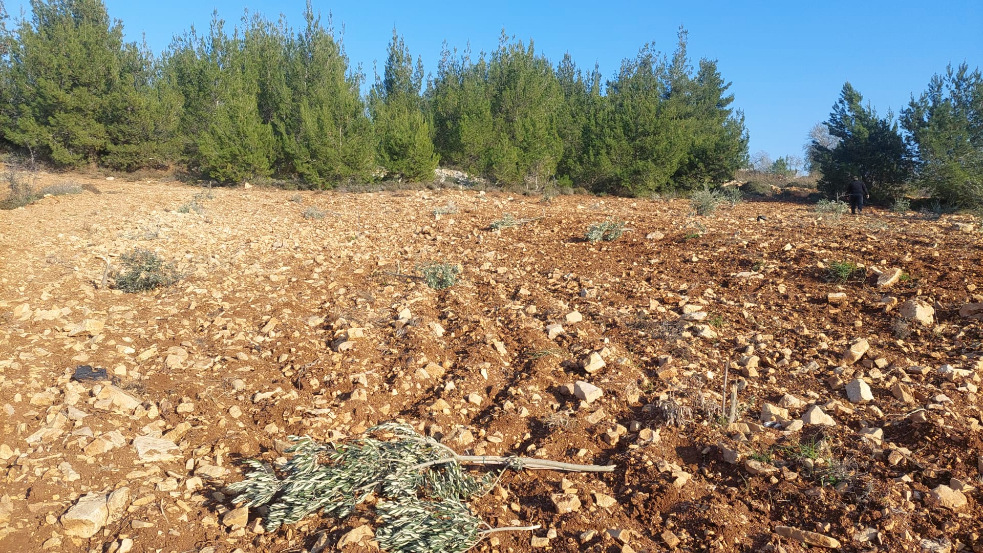 Israeli settlers destroy dozens of olive saplings north of Ramallah