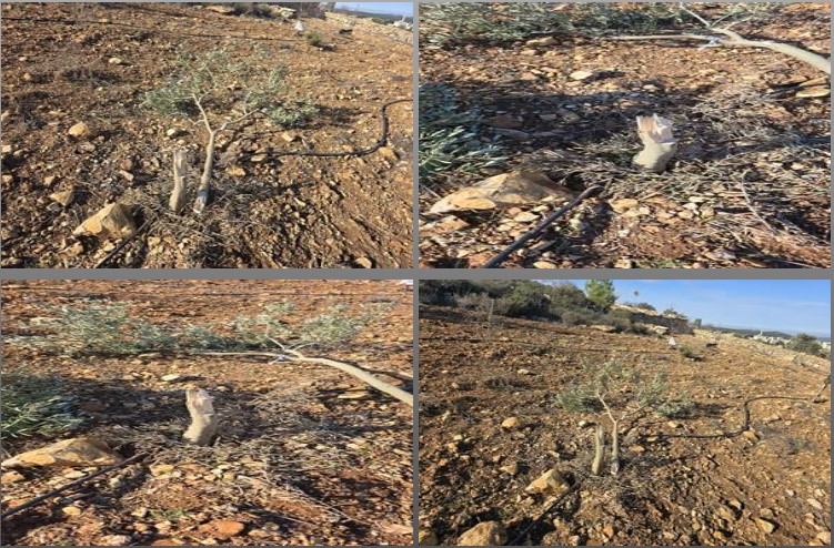 Israeli colonists uproot several olive trees west of Bethlehem