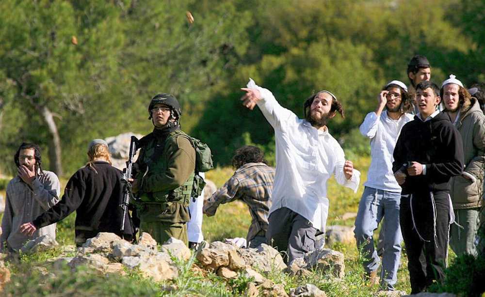 Israeli settlers uproot olive trees in Masafer Yatta