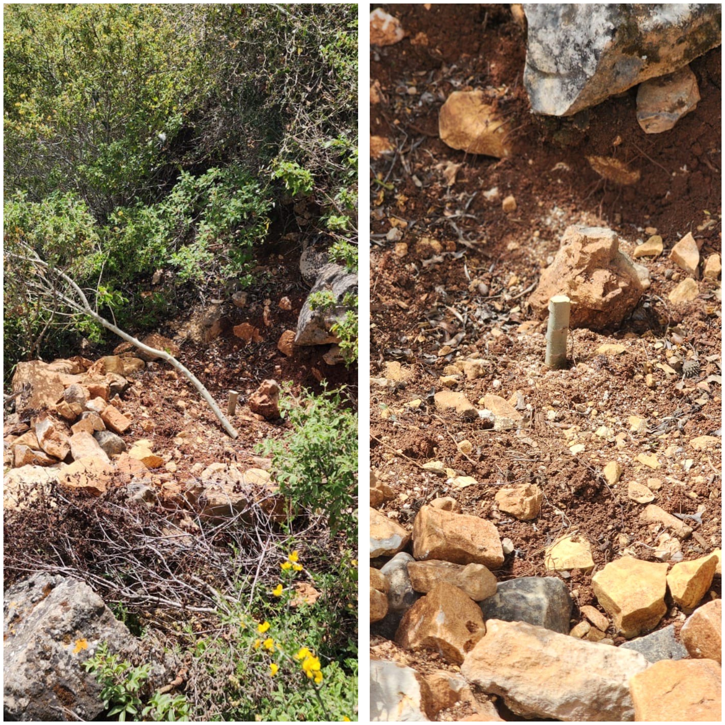 Israeli colonists cut olive saplings in Umm Safa village near Ramallah