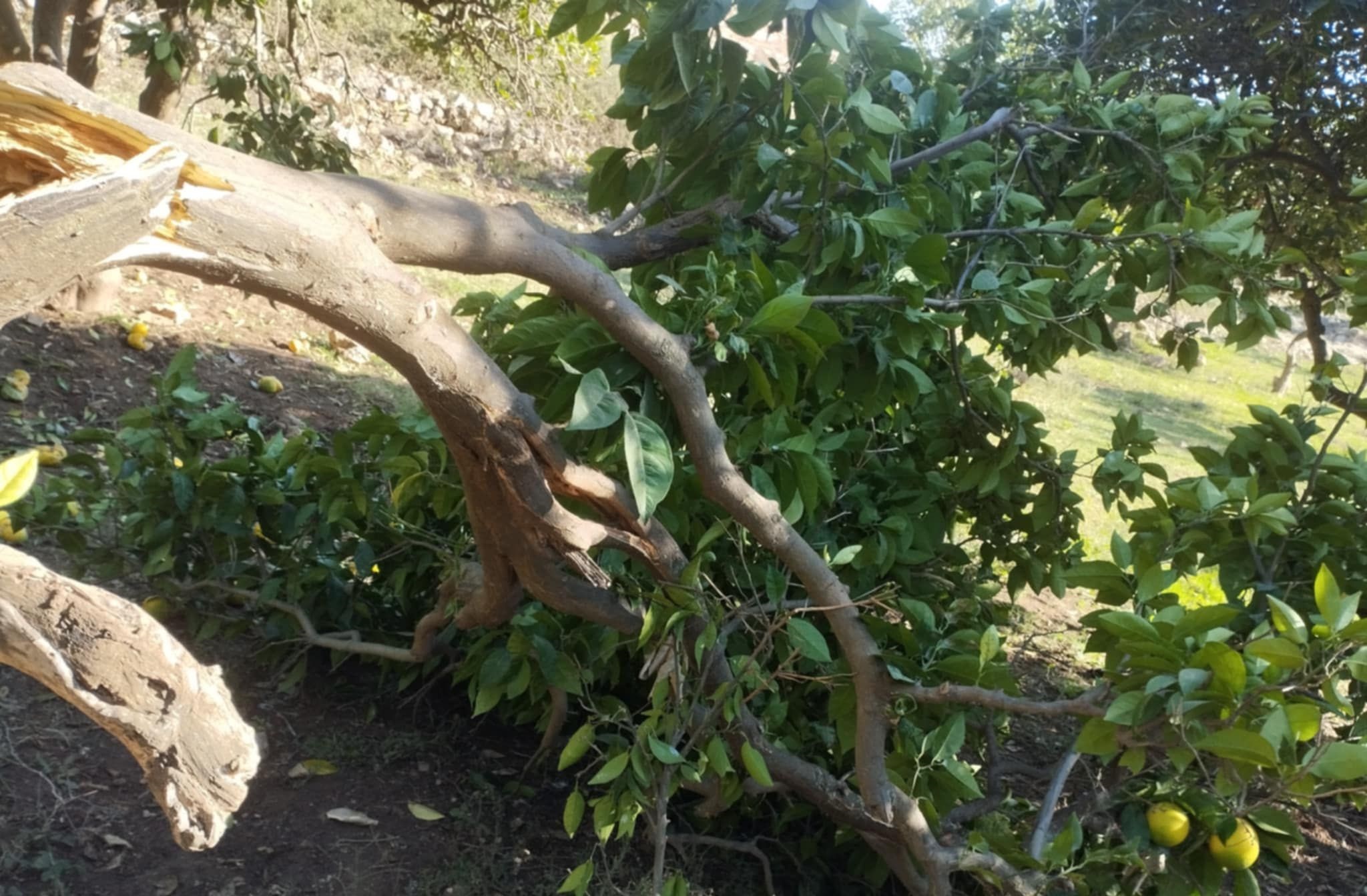 Israeli colonists destroy citrus trees in Salfit, continuing attacks on farmers