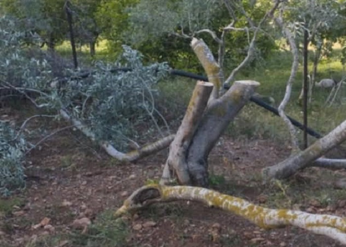 Colonists attack citizens’ property in Wadi Qana northwest of Salfit