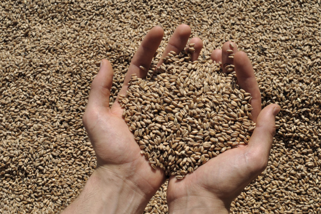 Because of the Ukraine crisis, Oxfam fears that wheat stocks could run out in Palestine within three weeks