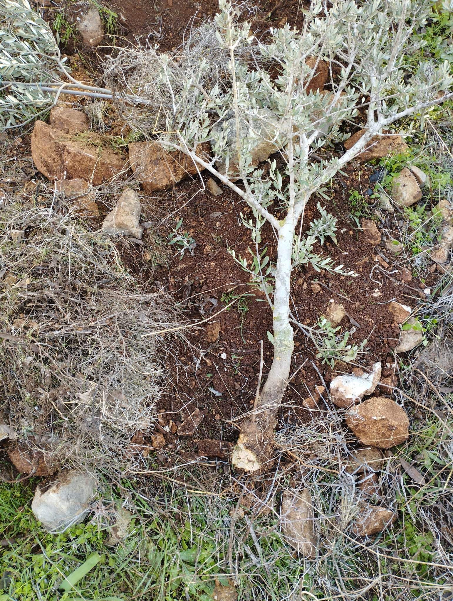 Settlers attack homes near Nablus, uproot olive saplings in Salfit