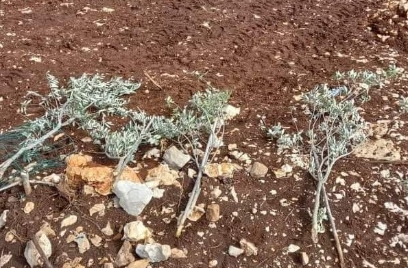 Colonists uproot 450 olive, almond saplings west of Nablus