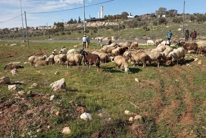 Israeli colonist runs over herd of sheep in Jericho, kills few