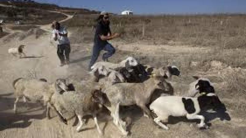 Settlers chase herders out of green pastures in Jordan Valley 