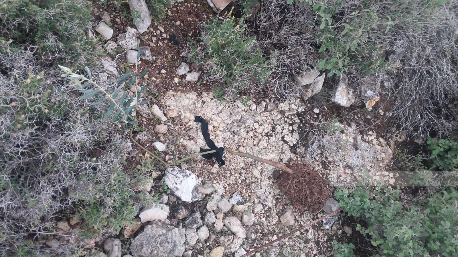 Settlers uproot trees, destroy water network in Husan