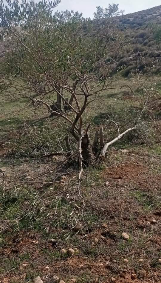 Israeli settlers destroy dozens of olive trees in a West Bank village, let cattle loose in farmlands